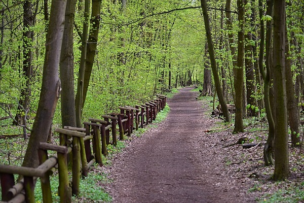 Las Bielański ścieżka