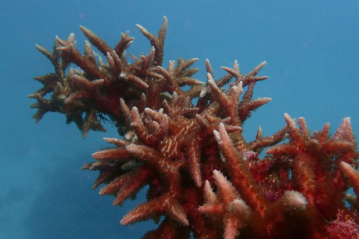 Zegarki Oris Aquis